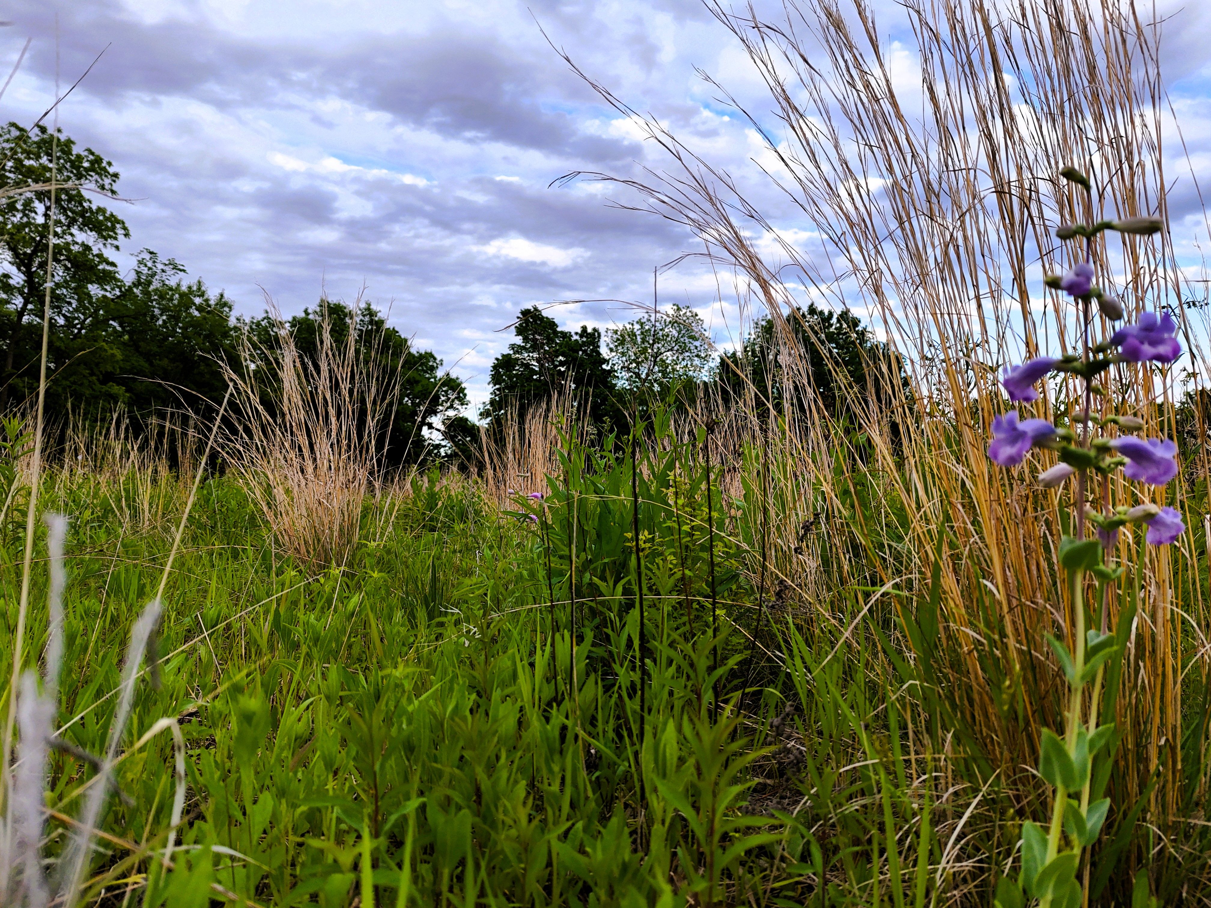 Listing Photo: Ground prairie